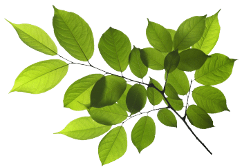 Rūgčių ekstraktas