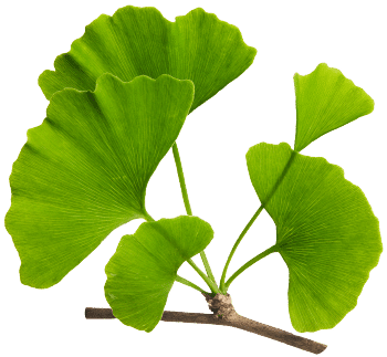 Ginkmedis (Ginkgo biloba)