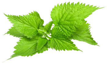 Dilgėlių lapų ekstraktas