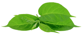 Gymnema sylvestre ekstraktas