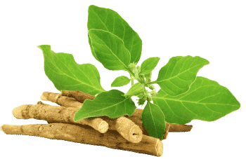 Ašvagandos ekstraktas