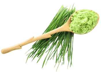 Miežių želmenų milteliai