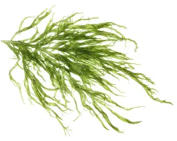 Rudadumblių dumblių ekstraktas