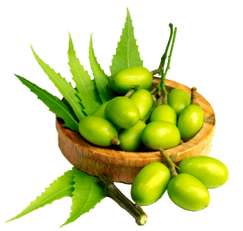 Nimbamedžio aliejus