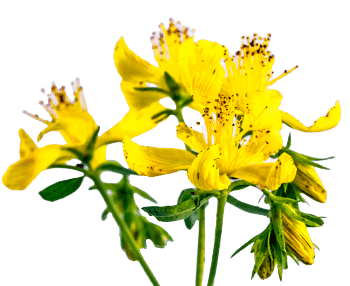 Jonažolės ekstraktas